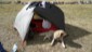 Wachhund
